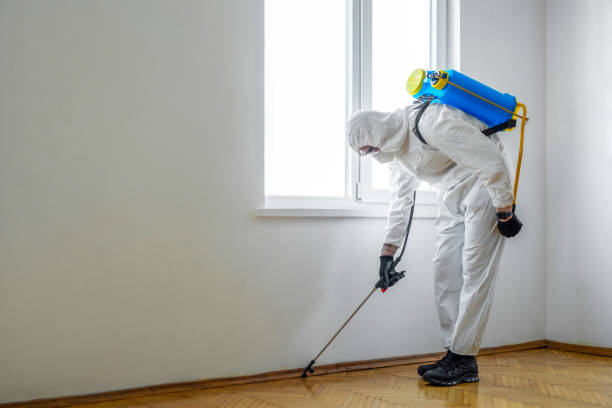 Best Local Pest Control Services  in Louisville, CO