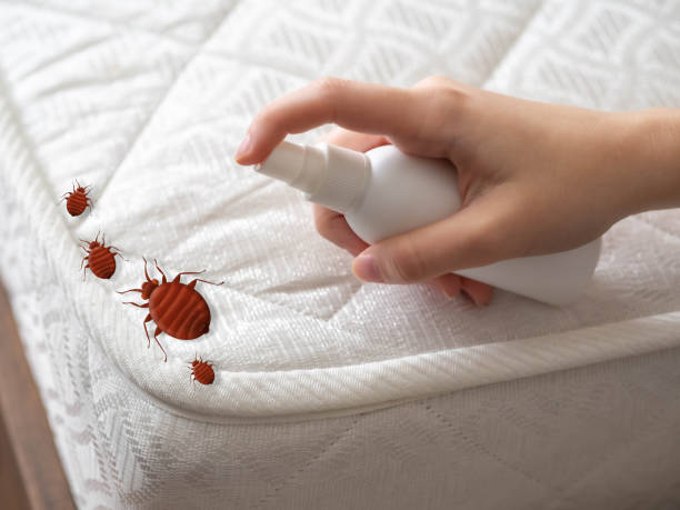 Best Pest Control for Homes  in Louisville, CO