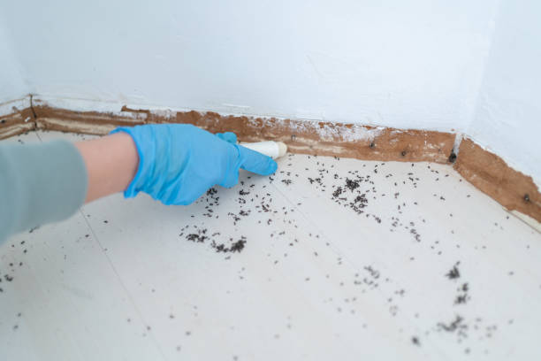 Best Mosquito Control Services  in Louisville, CO